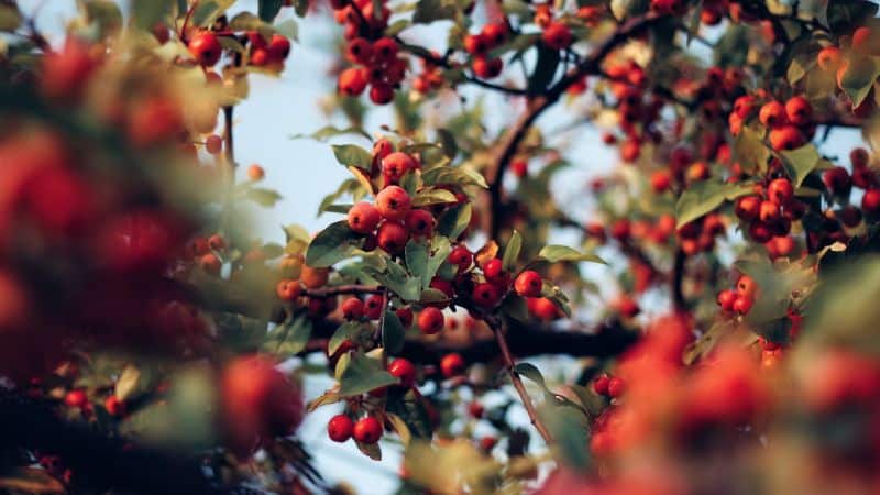 plant-profile-rosehip-guide-1-facts-about-rosehips