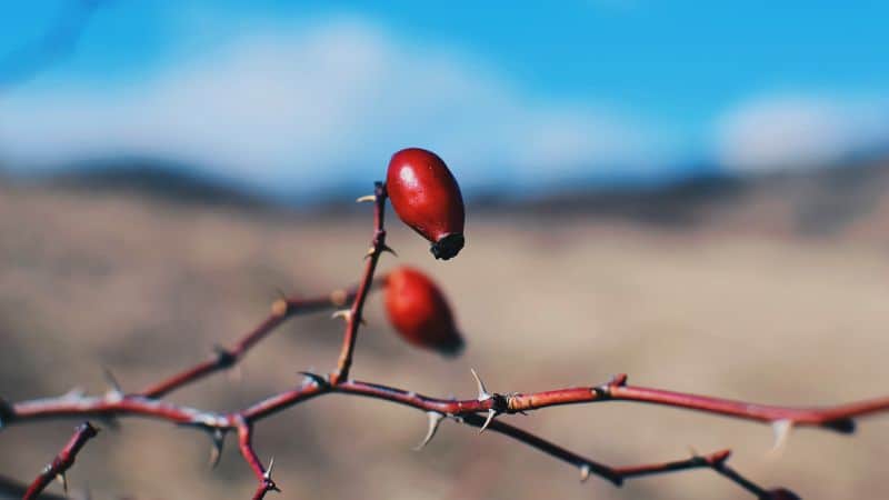 plant-profile-rosehip-guide-2-recommended-varieties