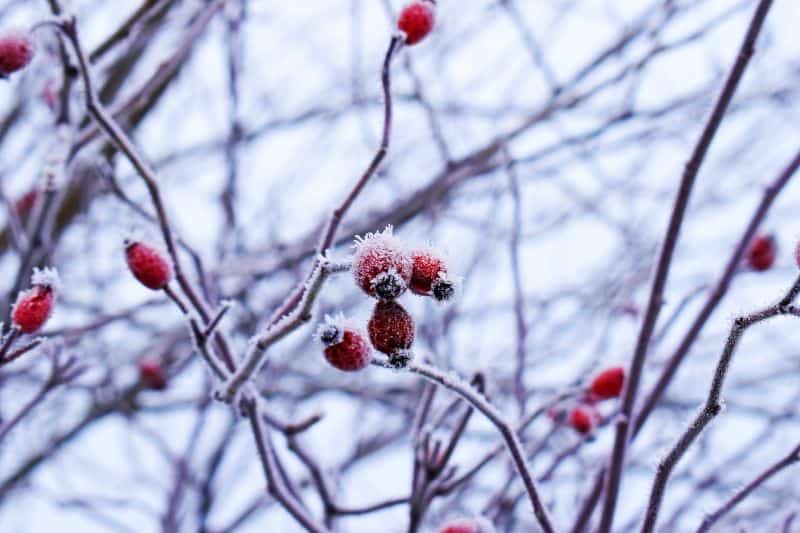 plant-profile-rosehip-guide-3-growing-tips