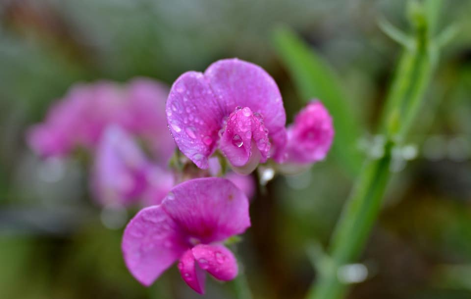 plant profile: everything you need to know about sweet pea