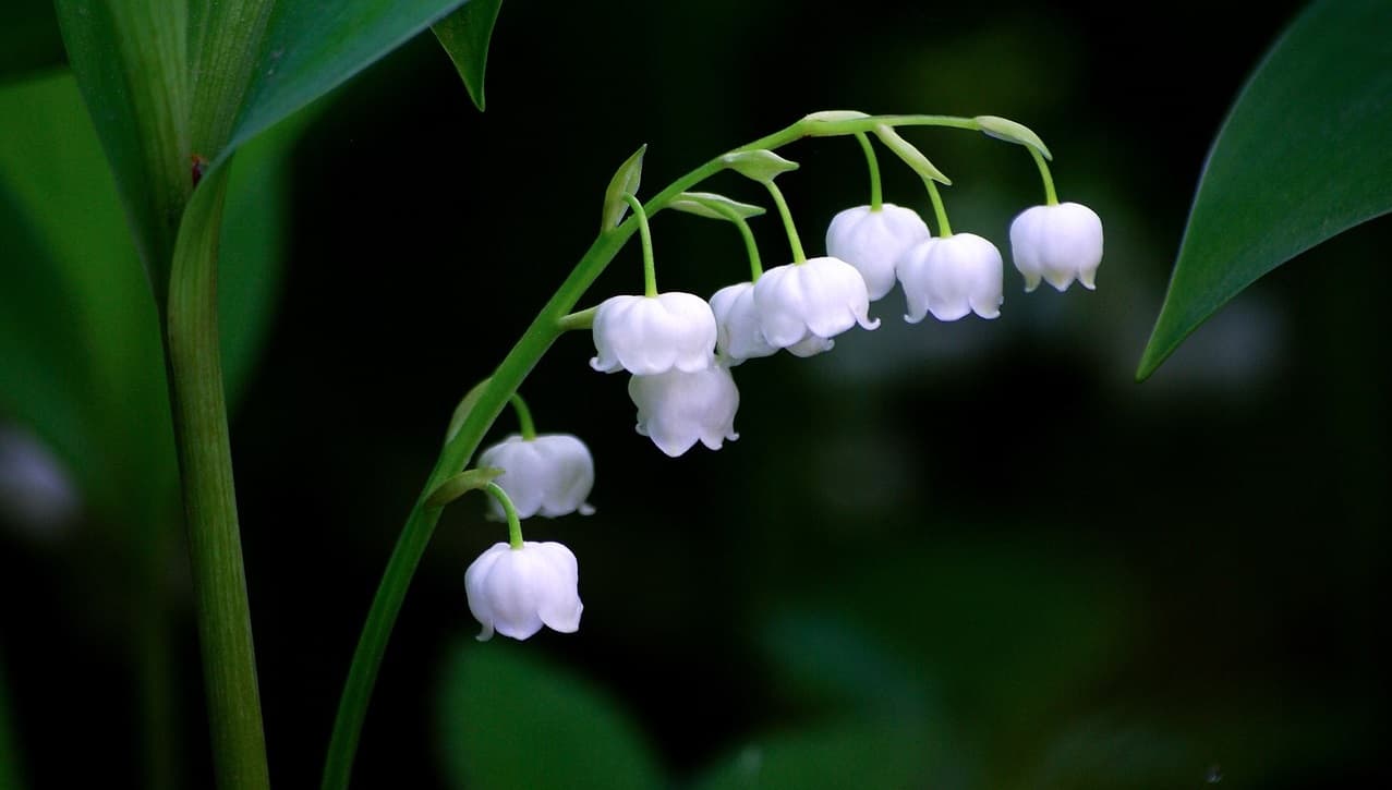 Watch Out For These Poisonous Plants Lurking In Your Garden Blog Garden Buildings Direct