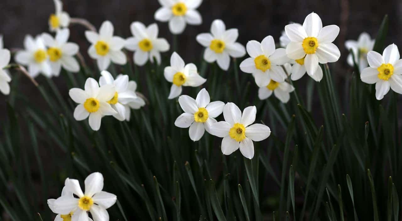 poisonous-plants-lurking-garden-4-daffodil
