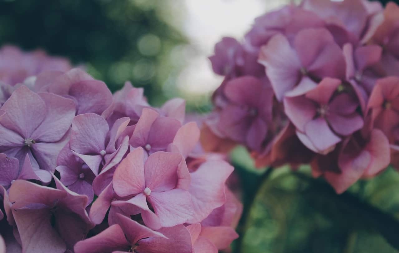 Watch Out For These Poisonous Plants Lurking In Your Garden Blog Garden Buildings Direct