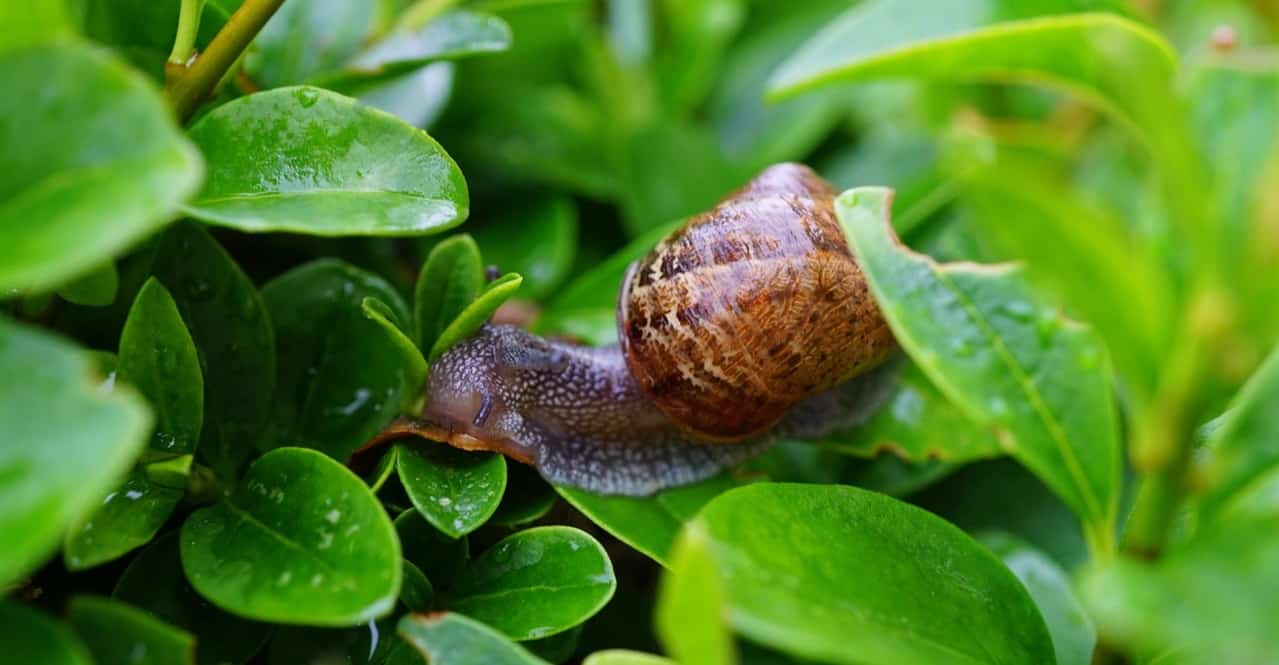 potential-garden-hazards-for-dogs-3-slugs-and-snails