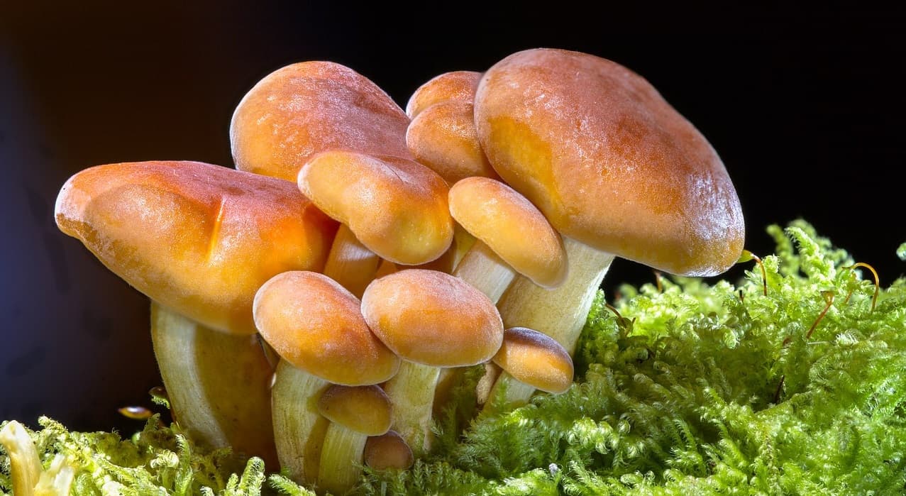 potential-garden-hazards-for-dogs-4-mushrooms