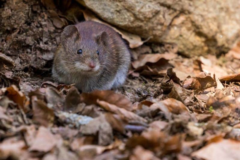 rats-in-the-garden-1-brown-rat-unsplash