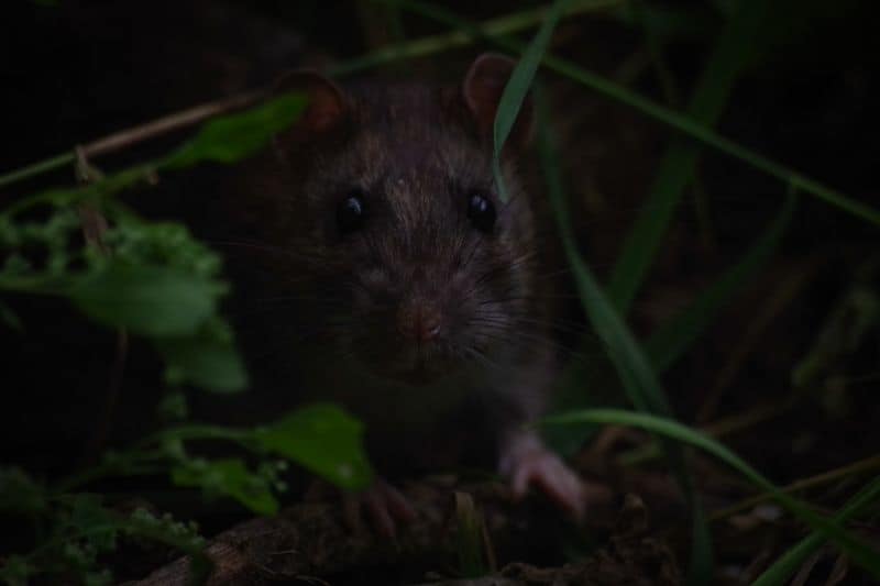 rats-in-the-garden-2-black-rat-unsplash