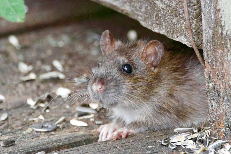 rats-in-the-garden-3-characteristics-unsplash