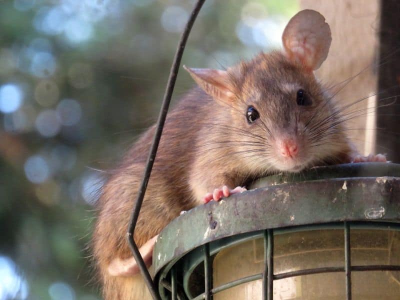 rats-in-the-garden-4-watch-out-for-bird-feeders-pixabay