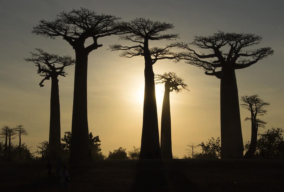 sacred-iconic-trees-around-world-1-baobad-tree