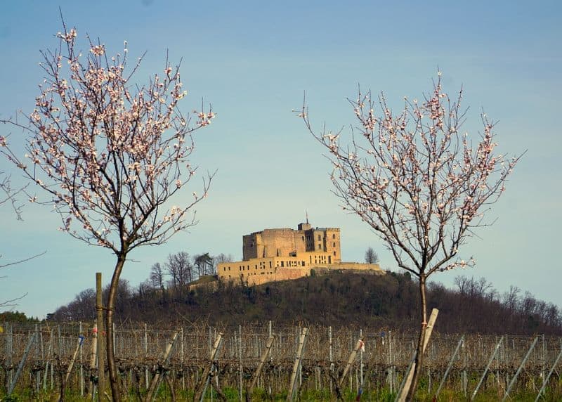 sacred-iconic-trees-around-world-10-the-almond-tree