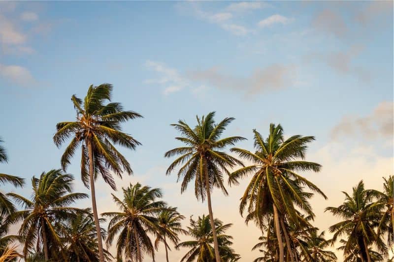 sacred-iconic-trees-around-world-11-the-palm-tree