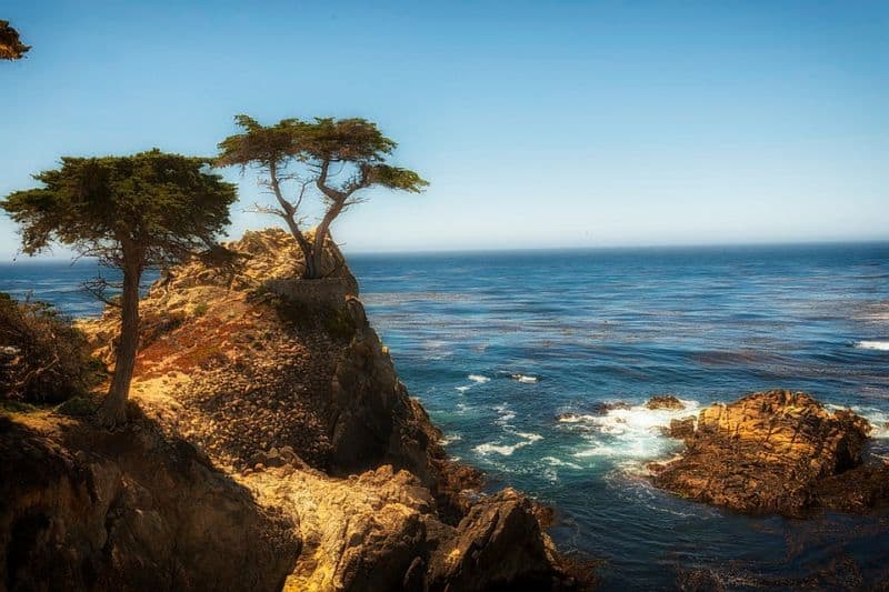 sacred-iconic-trees-around-world-5-the-lone-cypress-tree