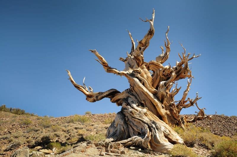 sacred-iconic-trees-around-world-8-the-bristlecone-pine