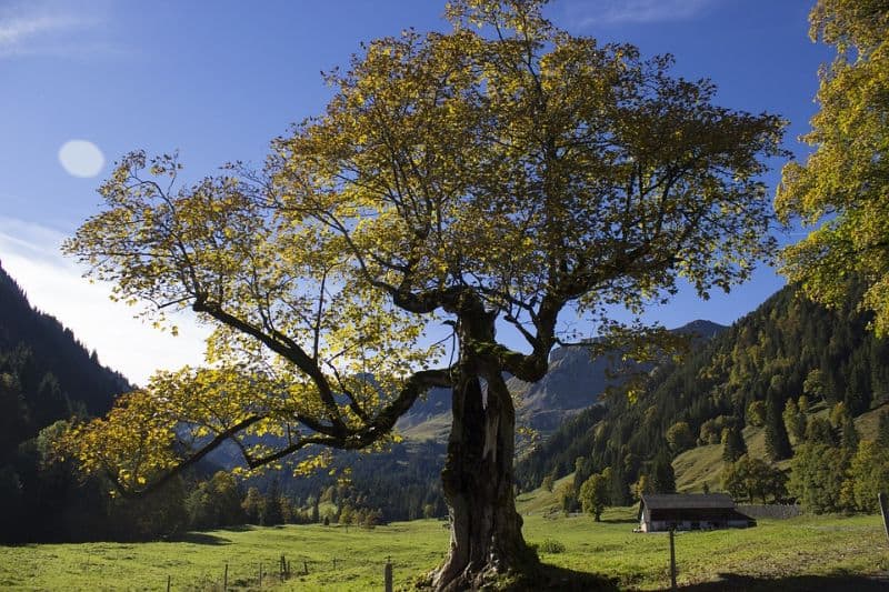 sacred-iconic-trees-around-world-9-the-sycamore-tree