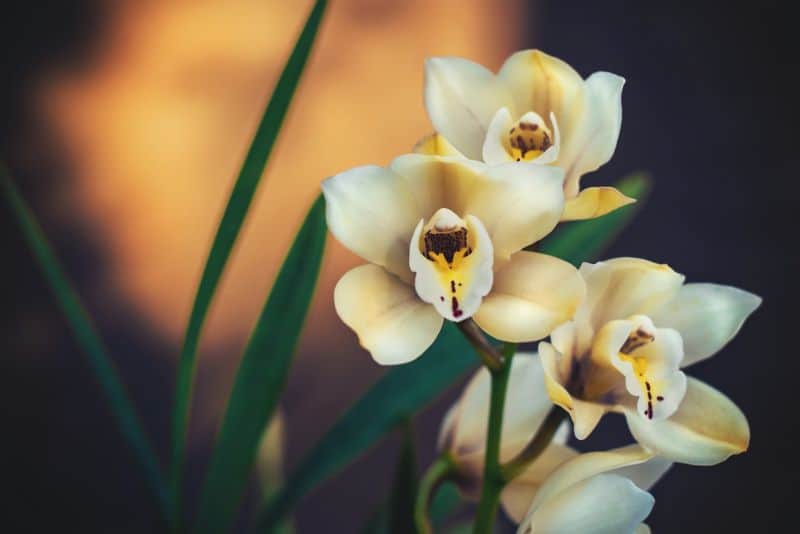 Leave It to the Expert Seven Most Difficult Plants to