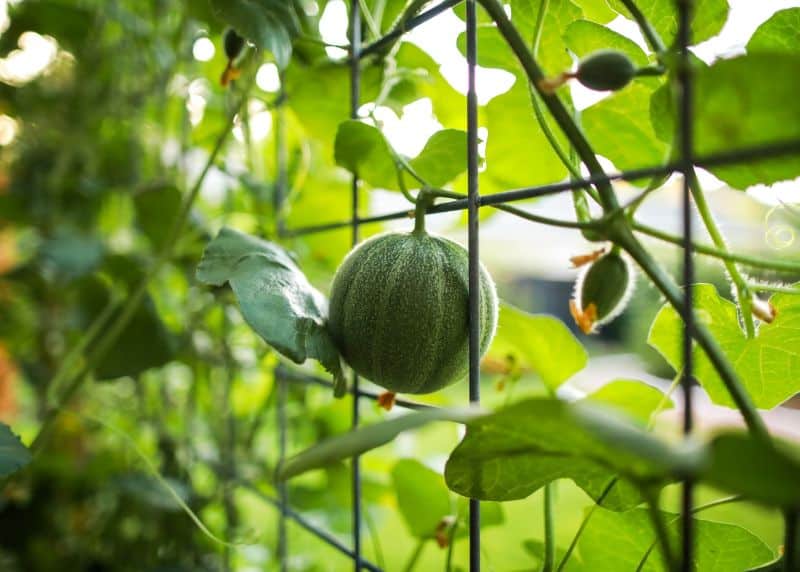 seven-plants-difficult-grow-7-melons