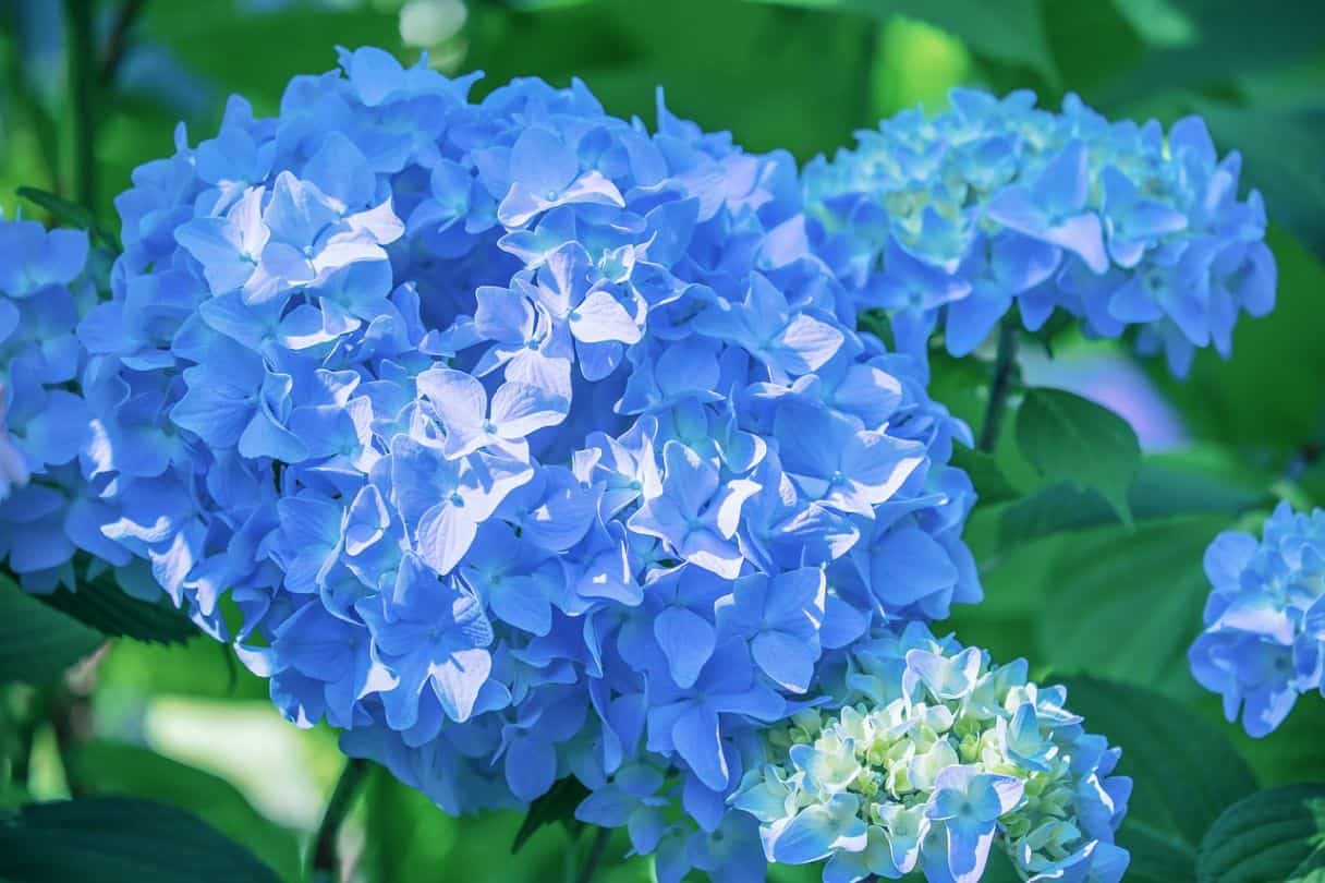 shade loving plants 1 hydrangea pexels