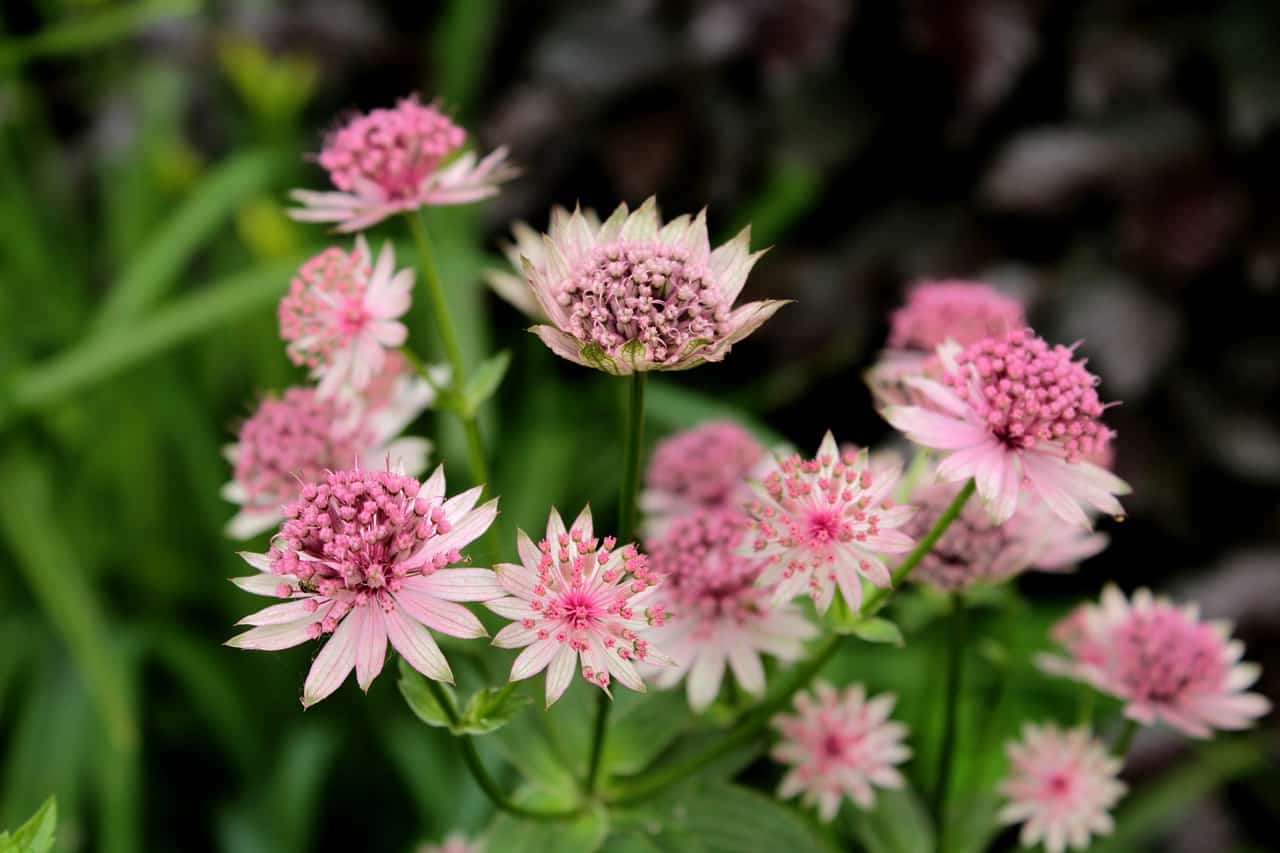 10 Best Shade Loving Plants For Your Garden Blog