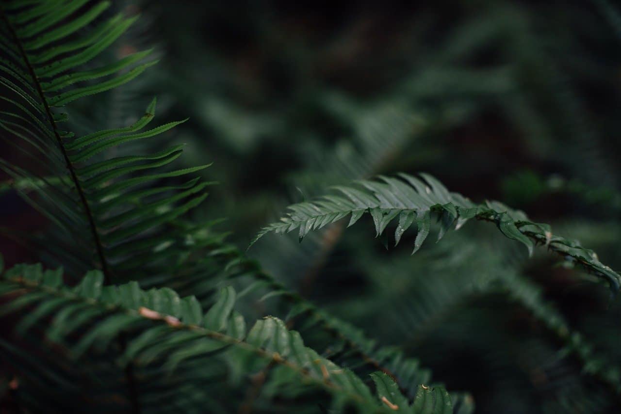 shade-loving-plants-8-ferns-pixabay