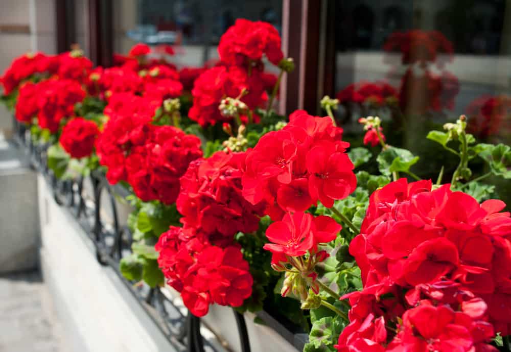 How To Prepare Your Plants To Survive Winter Blog Garden Buildings