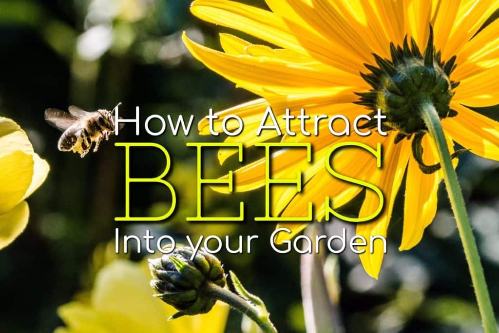 How to Attract Bees Into your Garden Blog Garden Buildings Direct