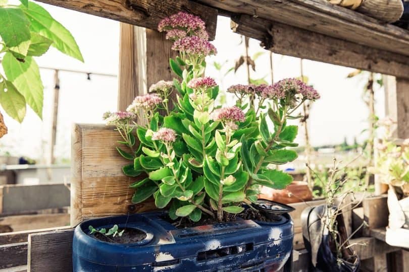 tips-how-to-start-a-garden-4-type-of-gardening