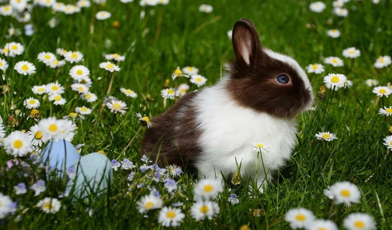 top-garden-pets-brits-1-rabbits