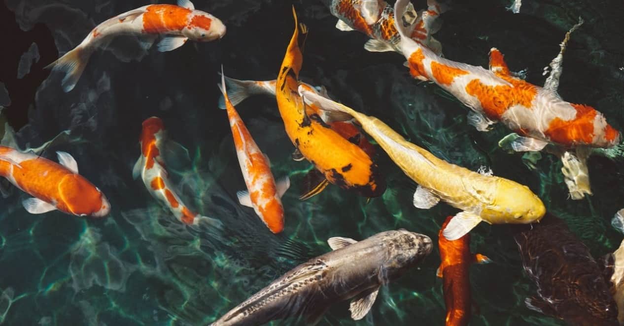 top-garden-pets-brits-3-fish