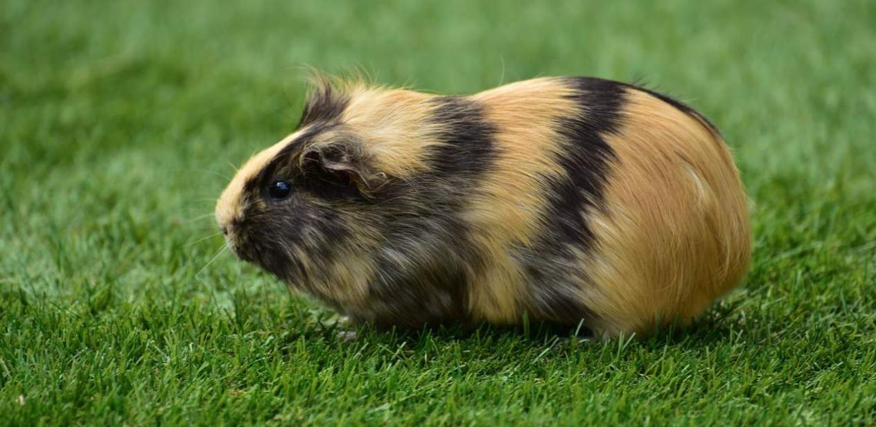 top-garden-pets-brits-4-guinea-pigs