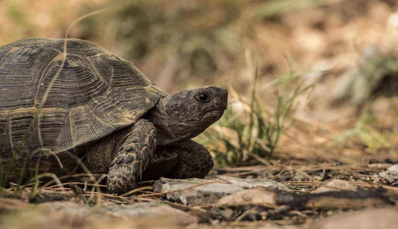 top-garden-pets-brits-5-tortoise
