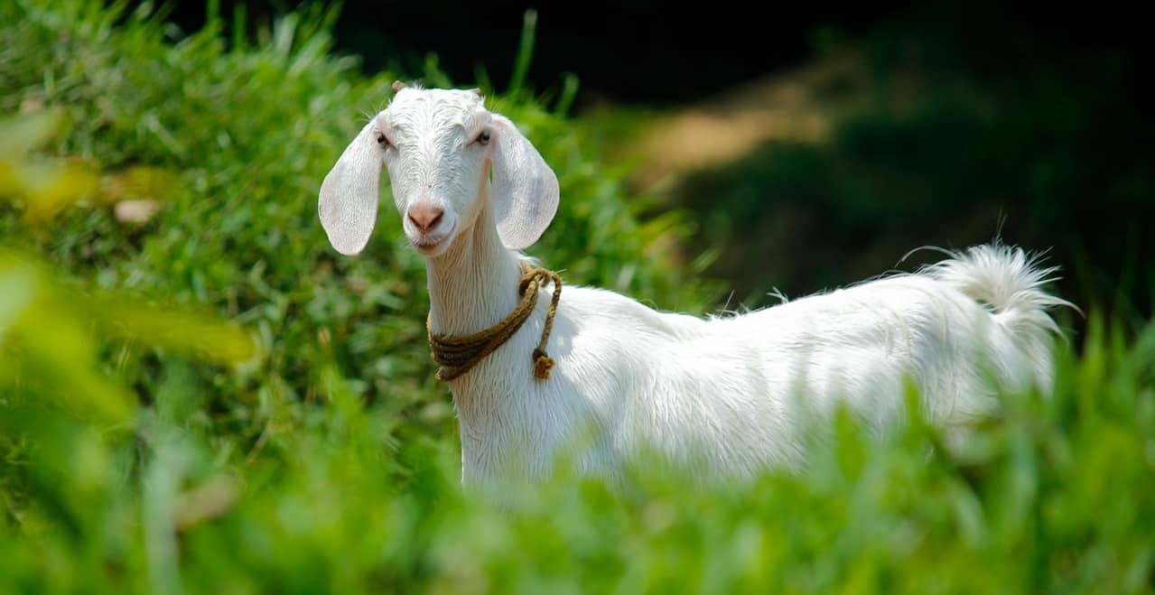 top-garden-pets-brits-6-goats