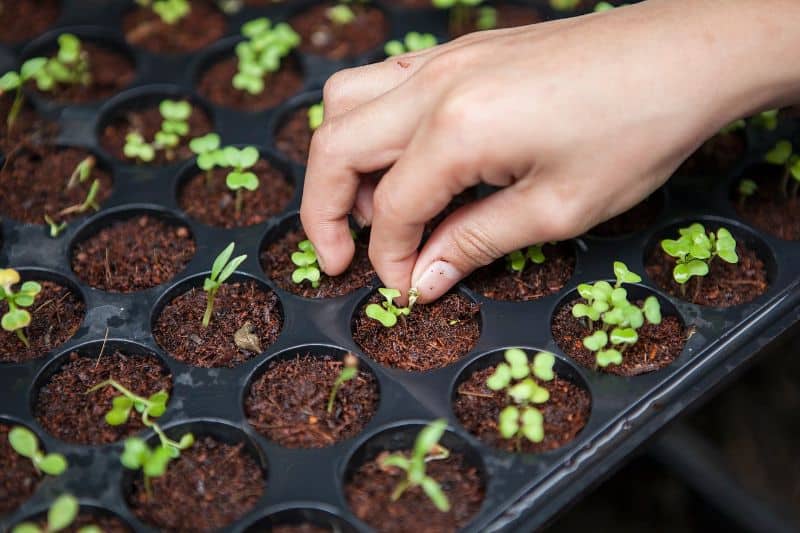 transform-garden-on-a-budget-4-start-your-seeds