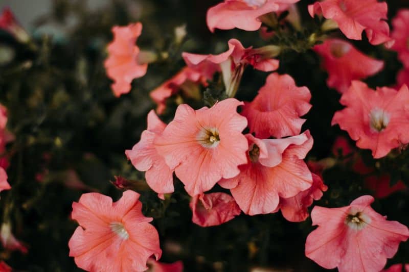 The Ultimate Plant Identification Uk Guide For Beginners The Ultimate Plant Identification Uk Guide For Beginners