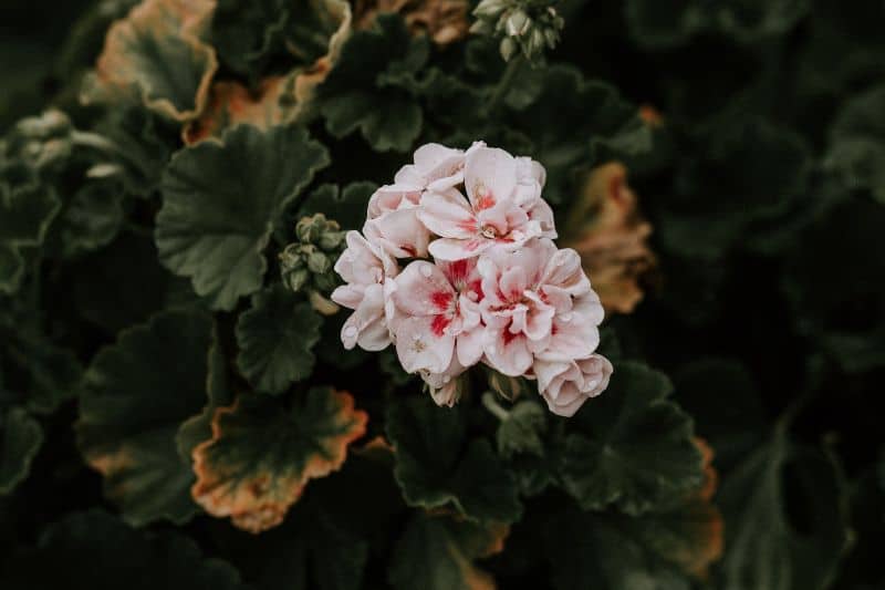 ultimate-plant-identification-reference-guide-3-perennial-plants-unsplash