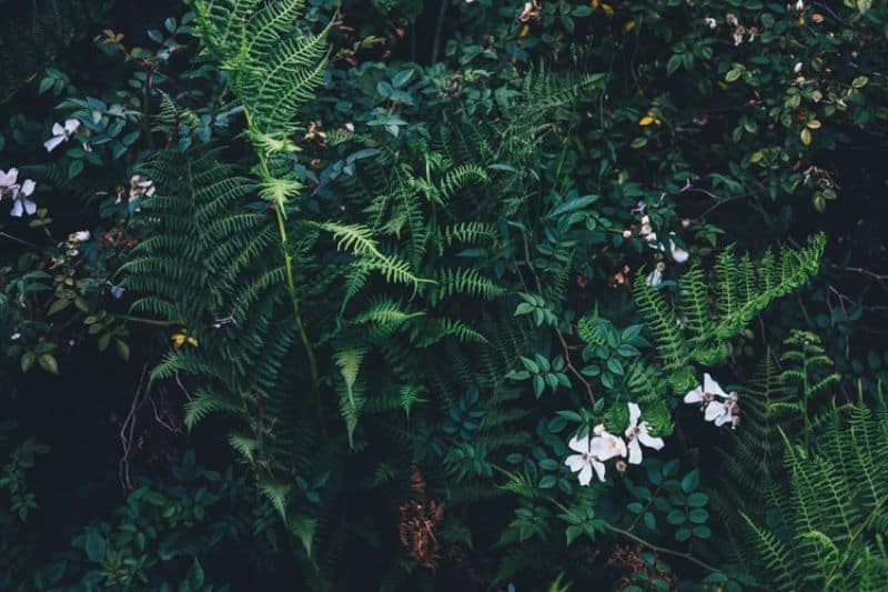 ultimate-plant-identification-reference-guide-4-plant-identification-guide-unsplash
