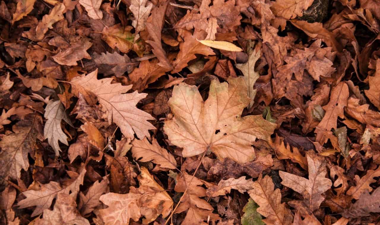 useful-gardening-tips-5-compost-from-the-leaves
