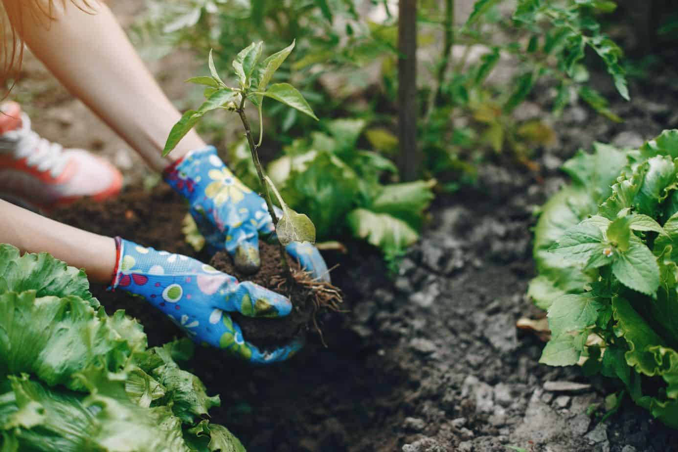 Gardening For Beginners Blog